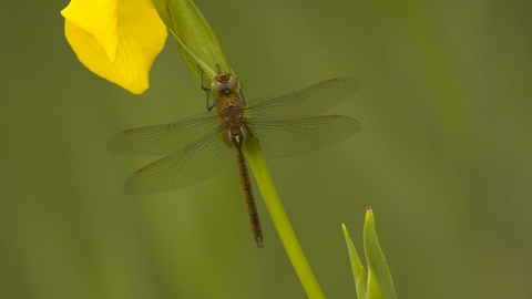 Norfolk Hawker