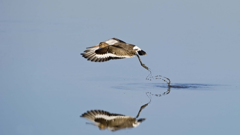 Black-tailed Godwit in flight