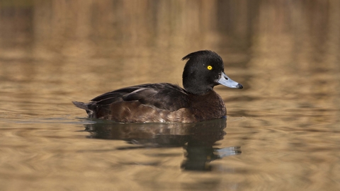 Tufted Duck