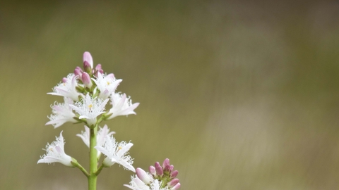 Bogbean