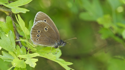 Ringlet