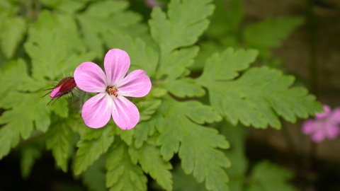 Herb-robert | London Wildlife Trust