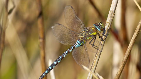 Migrant Hawker