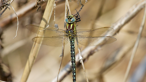 Hairy Dragonfly