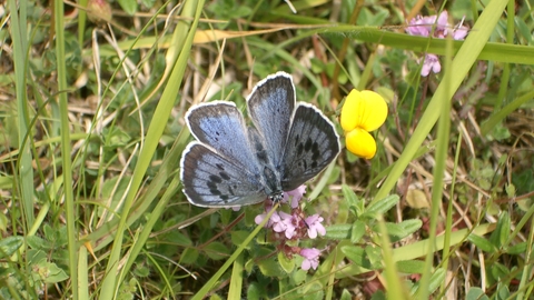 Large Blue butterfly