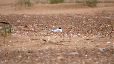 Little Tern