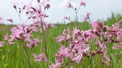 Ragged-Robin