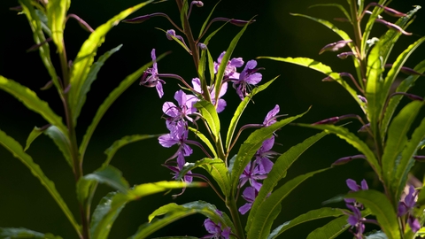 Rosebay Willowherb