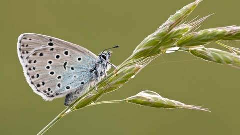 Large Blue butterfly