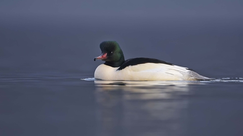 Goosander male