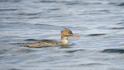 Red-breasted Merganser female