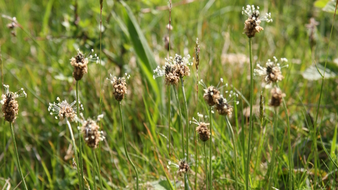 Ribwort Plantain