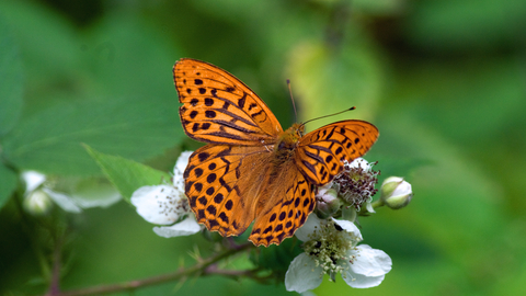 Silver-washed Fritillary