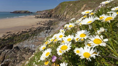 Oxeye Daisy