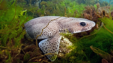 catshark is
