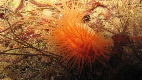 Flame shell