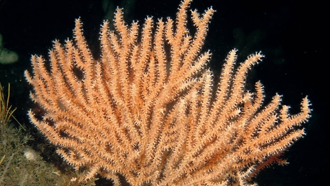 Pink sea fan