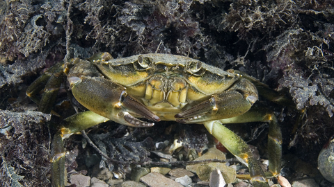 Shore crab | London Wildlife Trust