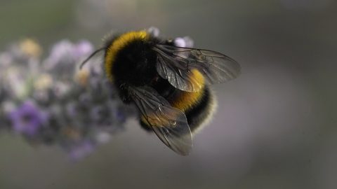 White-tailed bumblebee | London Wildlife Trust
