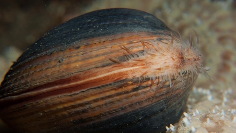 Ocean quahog