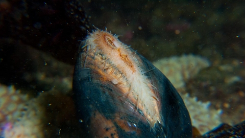 Ocean quahog