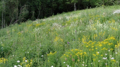 Saltbox Hill SSSI