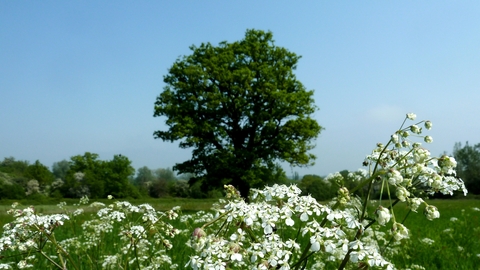 Totteridge Fields (credit Mathew Frith)