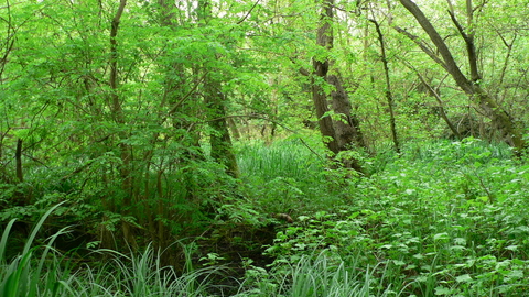 Denham Lock Wood