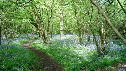 Gutteridge Wood