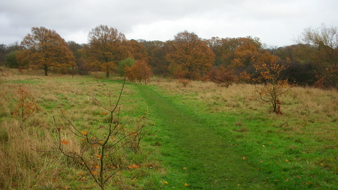 Oak Hill Wood