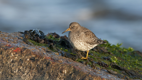 Purple sandpiper