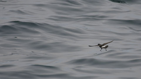 Storm petrel