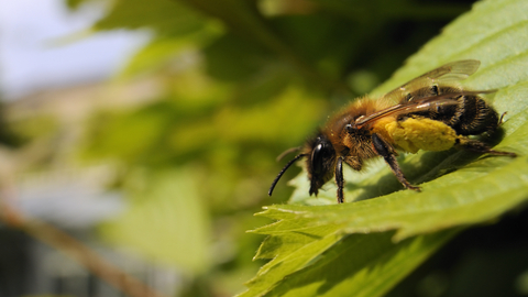 Female tawny mining bee