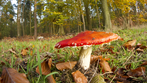 Fly agaric