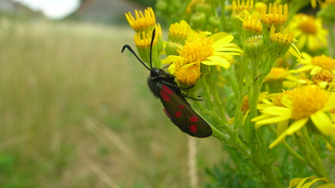 Six spotted burnet moth 