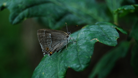 Purple hairstreak, Cox's Walk