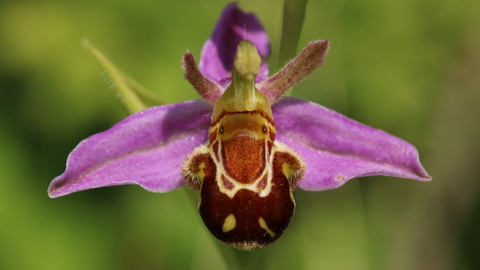 Bee orchid