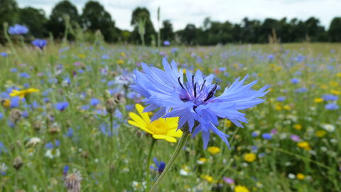 Wildflower meadow