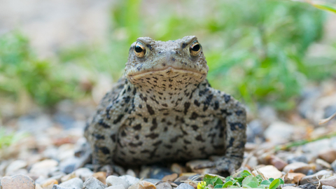 Common toad