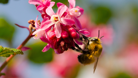 Hairy-footed flower bee