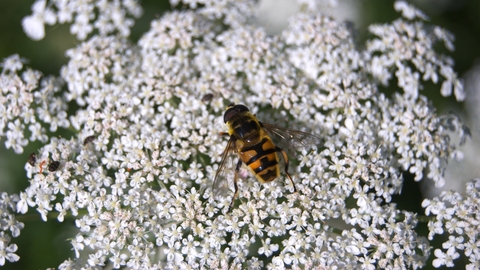 Helophilus hoverfly