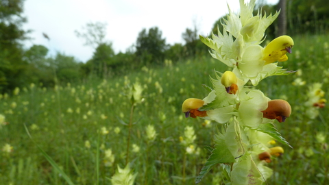 Greater yellow rattle at Hutchinson's Bank