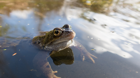Common frog