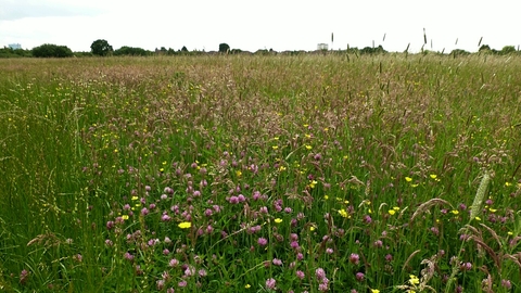 Yeading Brook Meadows