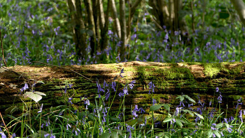 Bluebells at Gutteridge Wood