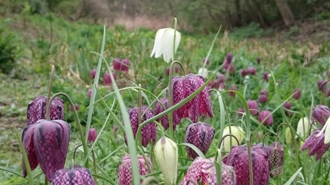 Snake's head fritillary at Camley Street