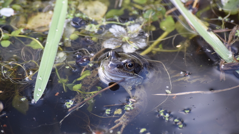 Frog and flower