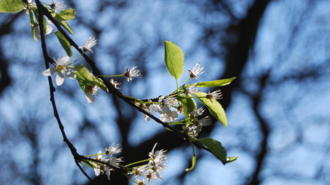 Blackthorn at Sydenham Hill Wood