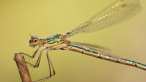 Emerald damselfly