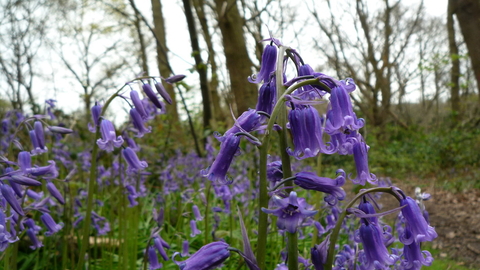 Bluebells at Bramley Bank 